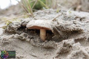 agaricus devoniensis (1)_LR